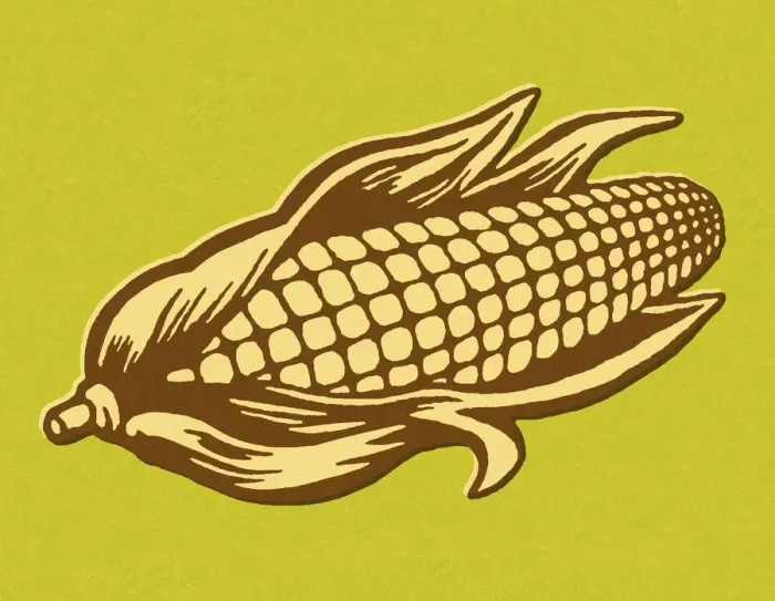 Framed Print : Ear of Corn Framed Print : Ear of Corn