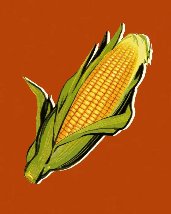 Framed Print : Ear of Corn Framed Print : Ear of Corn