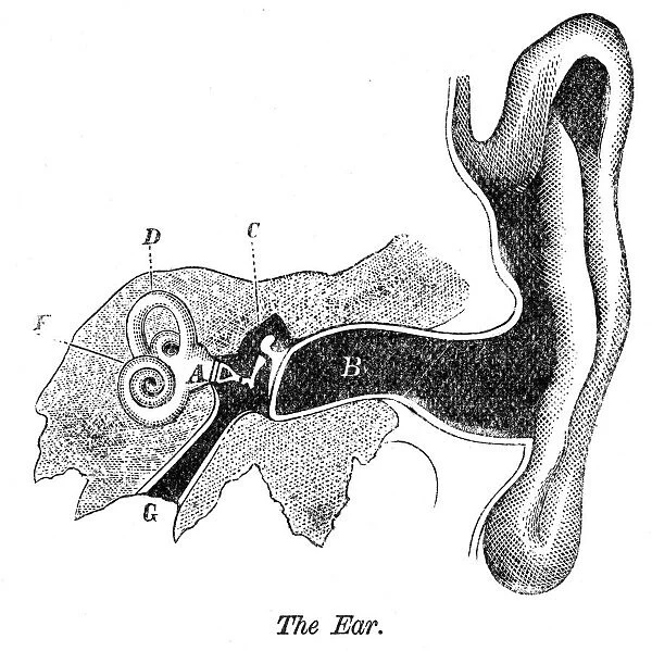 The ear engraving anatomy 1872