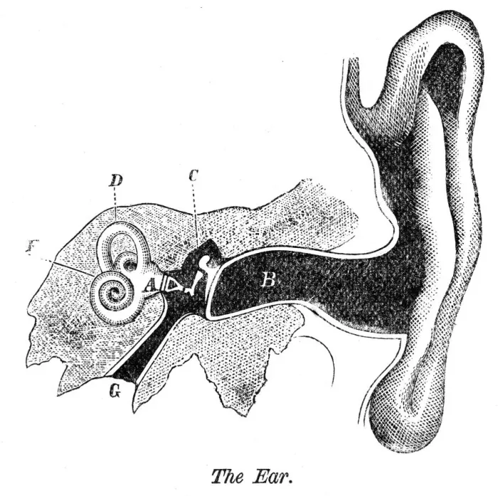 Framed Print : The ear engraving anatomy 1872 Framed Print : The ear engraving anatomy 1872