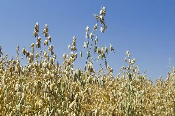 Ear of grain in a field of Oats -Avena-, Hallertau area, Mainburg, Bavaria, Germany, Europe