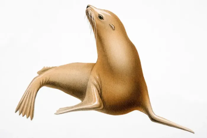 Framed Print : Eared seal, marine mammal Framed Print : Eared seal, marine mammal