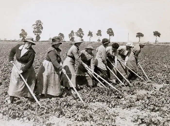 Framed Print : Early English Farming Women Tilling Crops Framed Print : Early English Farming Women Tilling Crops