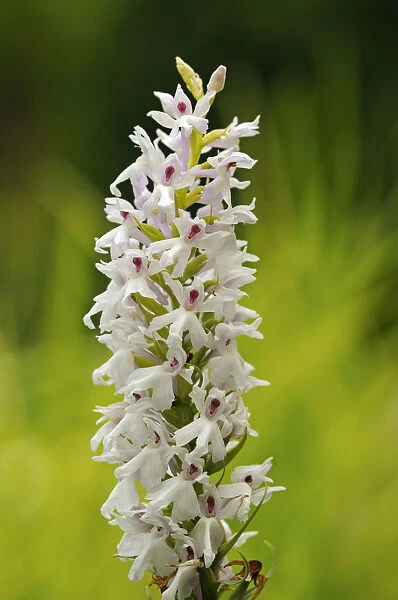 Early Marsh Orchid -Dactylorhiza incarnata Albino-, albino variant, Europe