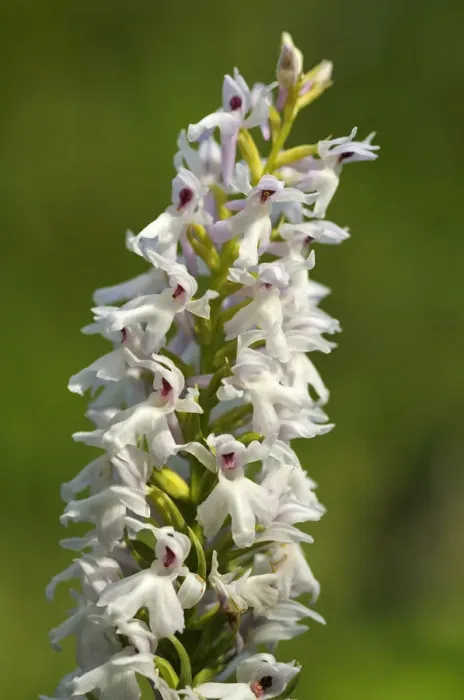 Framed Print : Early Marsh Orchid -Dactylorhiza incarnata Albino-, albino variant, Europe Framed Print : Early Marsh Orchid -Dactylorhiza incarnata Albino-, albino variant, Europe