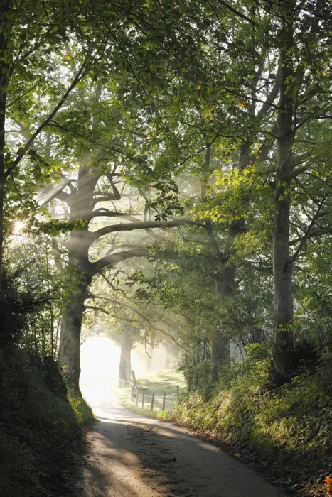 Framed Print : Early morning, beech-lined alley in Gasse near Gmund on Tegersee Lake, Upper Bavaria, Bavaria, Germany, Europe, PublicGround Framed Print : Early morning, beech-lined alley in Gasse near Gmund on Tegersee Lake, Upper Bavaria, Bavaria, Germany, Europe, PublicGround