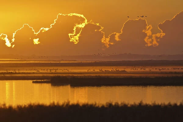 Early morning with cranes -Grus grus- in Bodden, Mecklenburg-Vorpommern, Germany