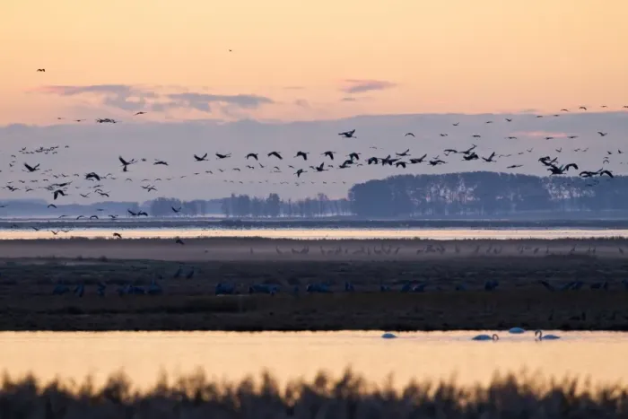 Framed Print : Early morning with cranes -Grus grus- in Bodden, Mecklenburg-Vorpommern, Germany Framed Print : Early morning with cranes -Grus grus- in Bodden, Mecklenburg-Vorpommern, Germany