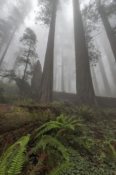 Early morning mist in redwood forest, Redwood National Park, California, USA