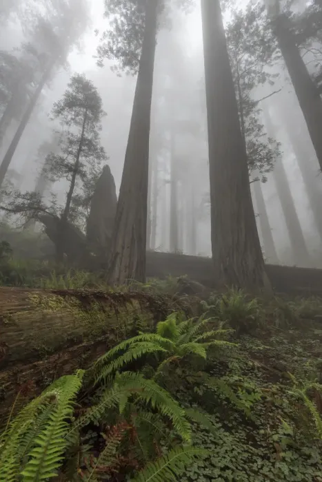Framed Print : Early morning mist in redwood forest, Redwood National Park, California, USA Framed Print : Early morning mist in redwood forest, Redwood National Park, California, USA