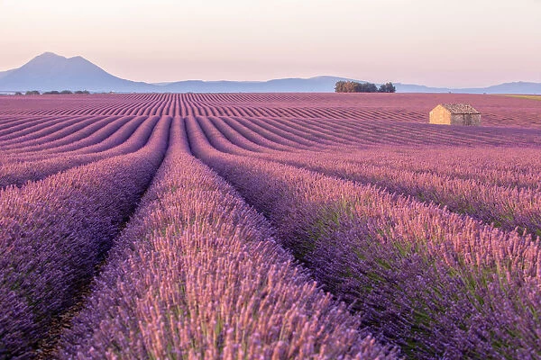 Early morning in a Provences lavender field with a lone house