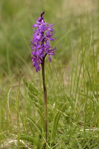 Early Purple Orchid -Orchis mascula-, Lower Engadin, Canton of Graubunden, Switzerland