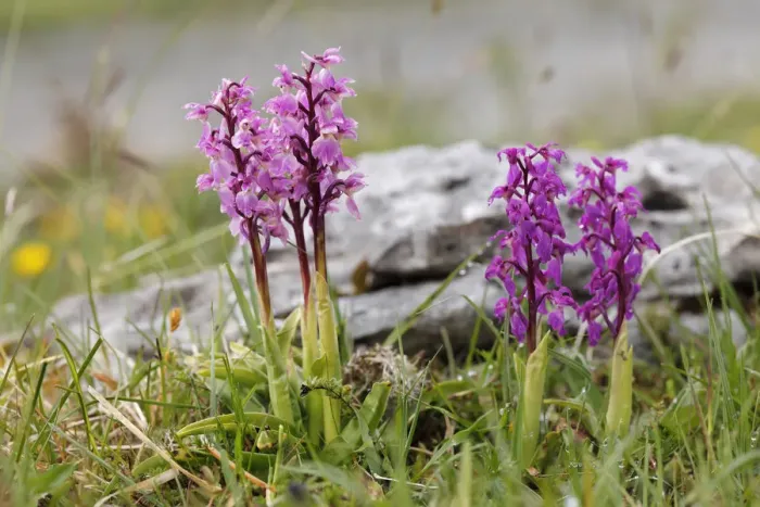 Framed Print : Early Purple Orchid (Orchis mascula), Burren, County Clare, Ireland, Europe Framed Print : Early Purple Orchid (Orchis mascula), Burren, County Clare, Ireland, Europe