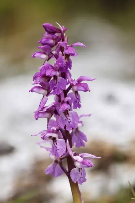 Framed Print : Early purple orchid (Orchis mascula), Burren, County Clare, Ireland, Europe Framed Print : Early purple orchid (Orchis mascula), Burren, County Clare, Ireland, Europe