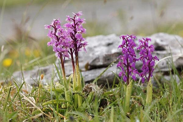 Early Purple Orchid (Orchis mascula), Burren, County Clare, Ireland, Europe