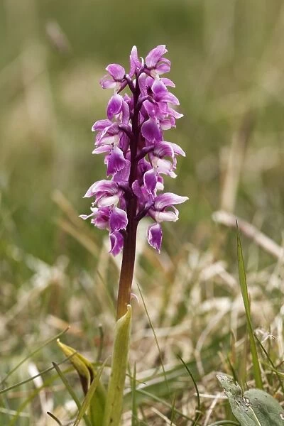 Early purple orchid (Orchis mascula), Burren, County Clare, Ireland, Europe