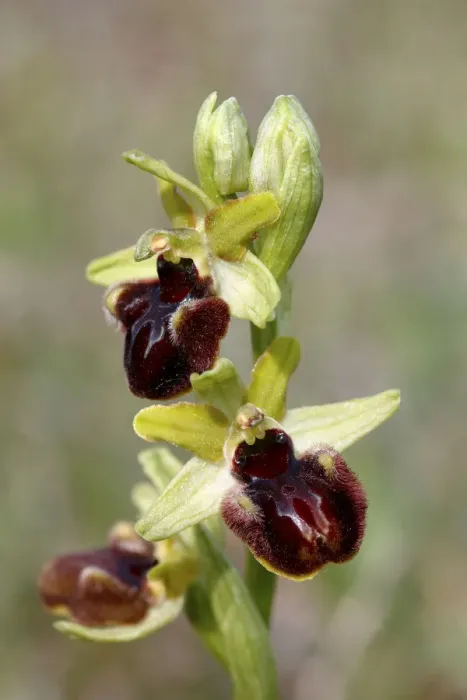 Framed Print : Early Spider Orchid -Ophrys sphegodes-, flowers, Lake Neusiedl, Burgenland, Austria, Europe