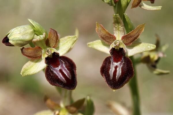 Early spider orchid -Ophrys sphegodes-, blossoms, Lake Neusiedl, Burgenland, Austria, Europe