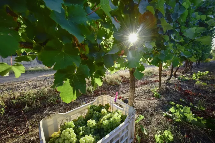 Framed Print : Early sunrise harvesting, Klein Constantia. Cape Town. South Africa Framed Print : Early sunrise harvesting, Klein Constantia. Cape Town. South Africa