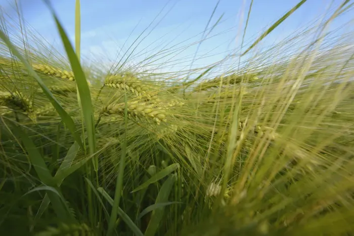 Framed Print : Ears of barley -Hordeum vulgare- Framed Print : Ears of barley -Hordeum vulgare-