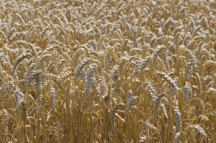 Framed Print : Ears of grain in a field of Wheat -Triticum-, Hallertau area, Mainburg, Bavaria, Germany, Europe Framed Print : Ears of grain in a field of Wheat -Triticum-, Hallertau area, Mainburg, Bavaria, Germany, Europe
