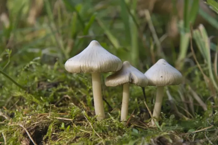 Framed Print : Earthy Inocybe, Common White Inocybe or White Fibrecap (Inocybe geophylla)