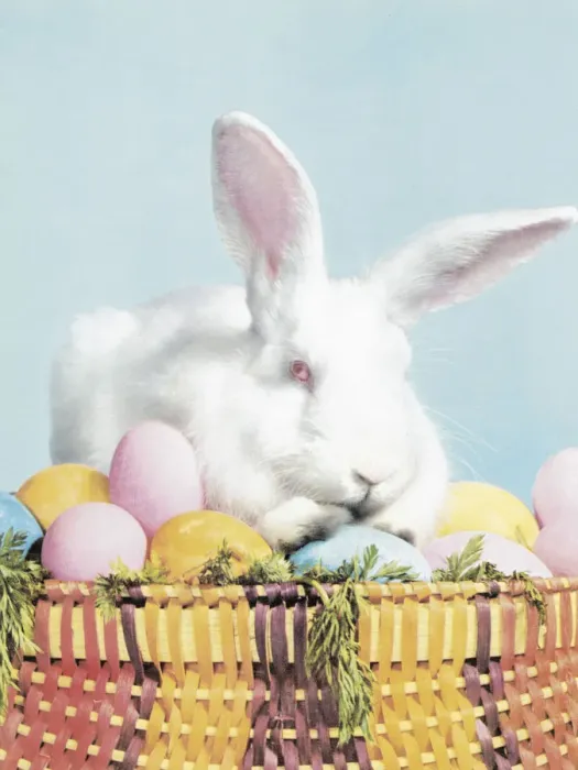 Framed Print : Easter bunny