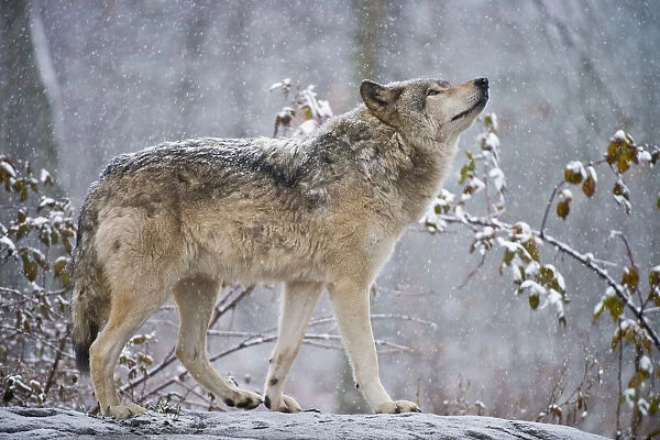 Easter gray wolf In winter