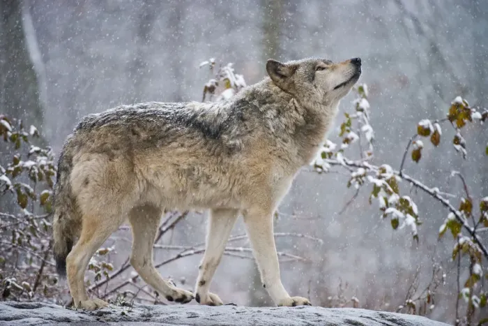 Framed Print : Easter gray wolf In winter