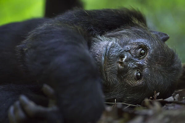 Eastern chimpanzee alpha male Ferdinand aged 20 years resting