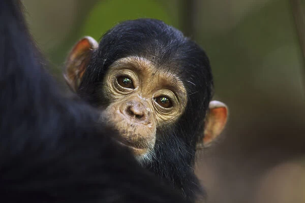 Eastern chimpanzee female baby Tarime aged 7 months peering from behind her mother