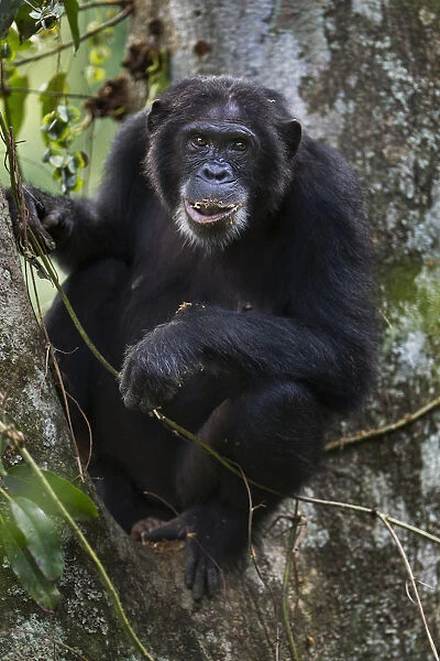 Eastern chimpanzee female Dilly aged 27 years feeding on figs
