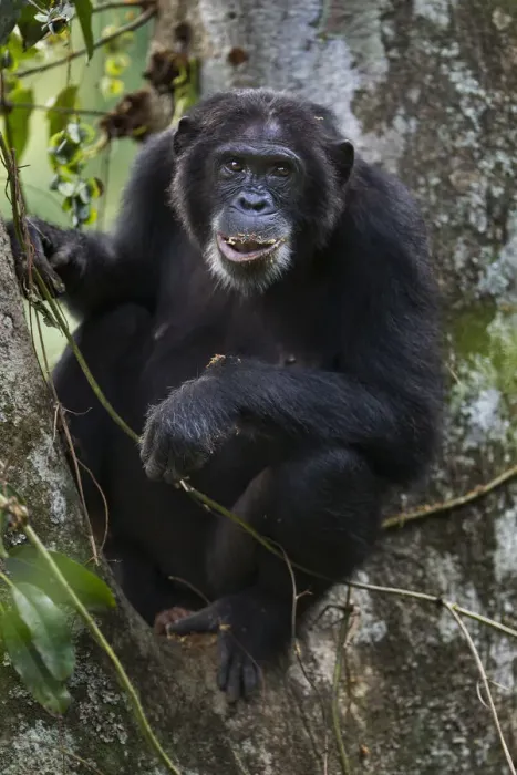 Framed Print : Eastern chimpanzee female Dilly aged 27 years feeding on figs Framed Print : Eastern chimpanzee female Dilly aged 27 years feeding on figs