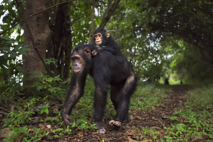 Framed Print : Eastern chimpanzee female Golden aged 15 years carrying her infant daughter Glamour aged 21 months on her back Framed Print : Eastern chimpanzee female Golden aged 15 years carrying her infant daughter Glamour aged 21 months on her back