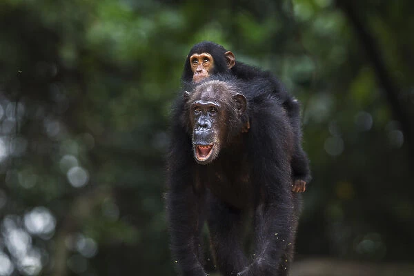 Eastern chimpanzee female Gremlin aged 42 years carrying her infant son Gizmo aged 3 years and 9 months on her back