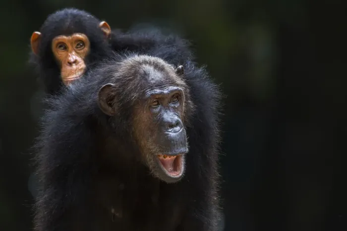 Framed Print : Eastern chimpanzee female Gremlin aged 42 years carrying her infant son Gizmo aged 3 years and 9 months on her back Framed Print : Eastern chimpanzee female Gremlin aged 42 years carrying her infant son Gizmo aged 3 years and 9 months on her back