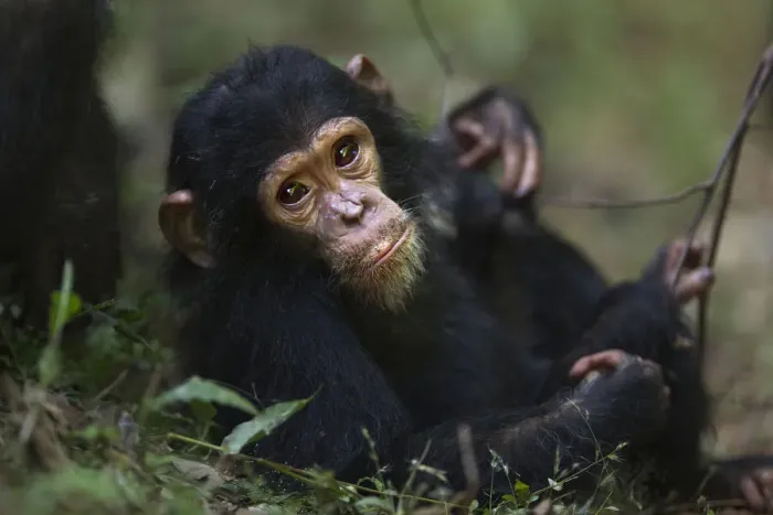 Framed Print : Eastern chimpanzee infant female Glamour aged 21 months resting on the forest floor