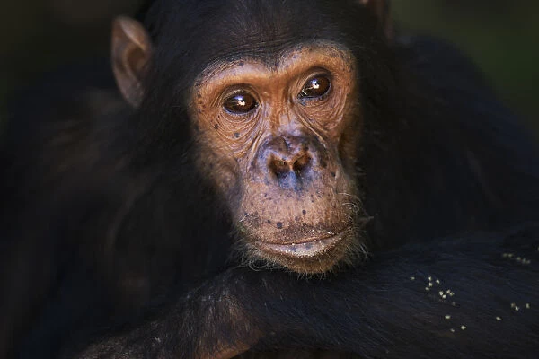 Eastern chimpanzee juvenile male Gimli aged 9 years portrait