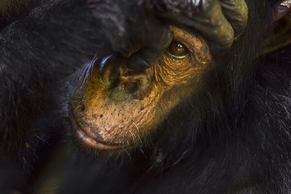 Eastern chimpanzee juvenile male Gimli aged 9 years being groomed - portrait