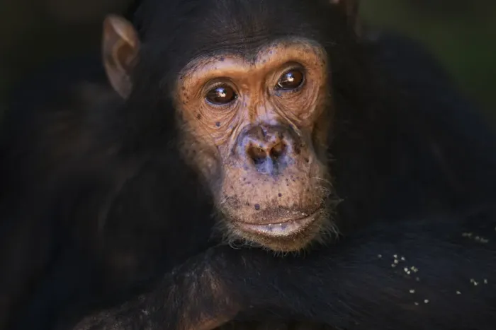 Framed Print : Eastern chimpanzee juvenile male Gimli aged 9 years portrait Framed Print : Eastern chimpanzee juvenile male Gimli aged 9 years portrait