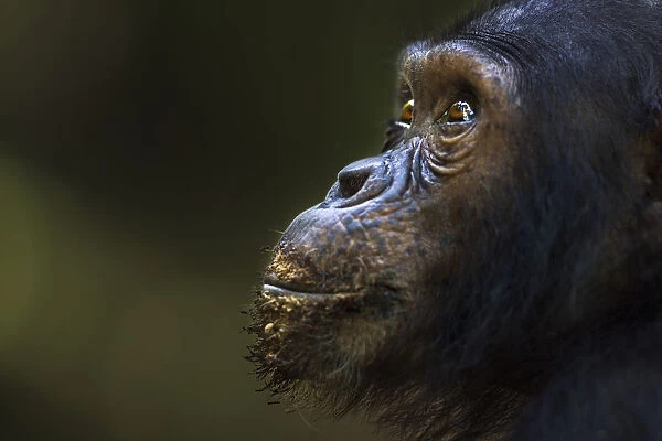 Eastern chimpanzee juvenile male Tom aged 12 years portrait