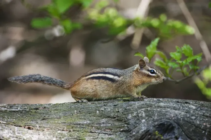 Framed Print : Eastern chipmunk in deciduous woods