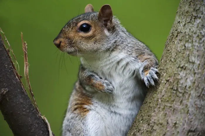 Framed Print : Eastern gray squirrel Framed Print : Eastern gray squirrel