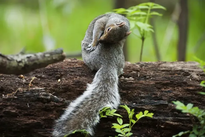 Framed Print : Eastern gray squirrel Framed Print : Eastern gray squirrel