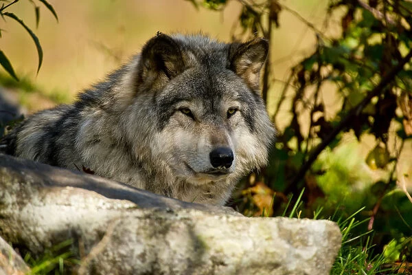 Eastern gray wolf