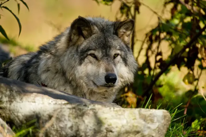 Framed Print : Eastern gray wolf Framed Print : Eastern gray wolf