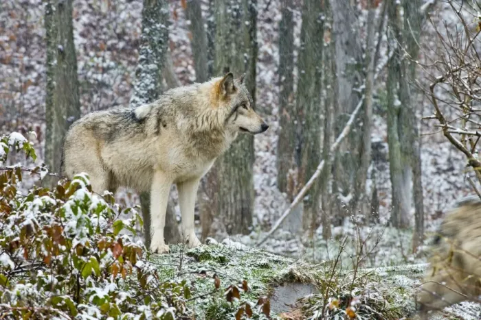 Framed Print : Eastern Gray Wolf In Winter