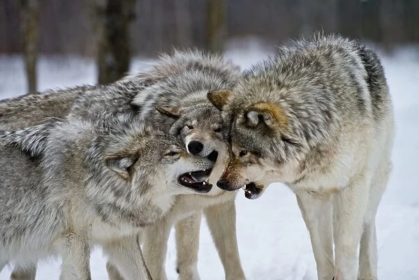Eastern gray wolves
