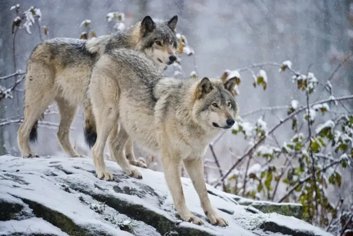 Framed Print : Eastern Gray Wolves In Winter Framed Print : Eastern Gray Wolves In Winter