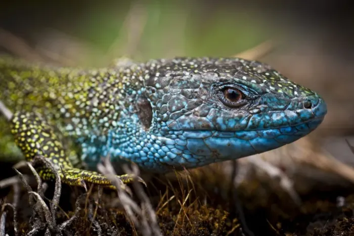 Framed Print : Eastern Green Lizard -Lacerta viridis-, male, Brandenburg, Brandenburg, Germany Framed Print : Eastern Green Lizard -Lacerta viridis-, male, Brandenburg, Brandenburg, Germany